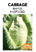 キャベツ トリアンゴロ