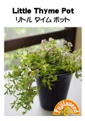 リトルタイムポット