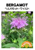 ベルガモットワイルド