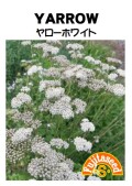 ヤロー　ホワイトヤロー