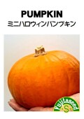 ミニハロウィンパンプキン