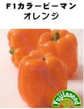 F1カラーピーマンオレンジ