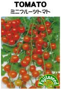 ミニフルーツトマト