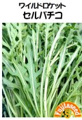 セルバチコ（ワイルドロケット）