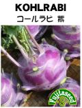 コールラビ紫