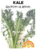ロシアンケール　ホワイト（KALE）