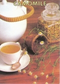 カモミル　ジャーマンカモミル