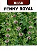 ペニーロイヤルミント
