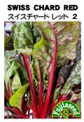 スイスチャード赤２