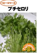 プチセロリ