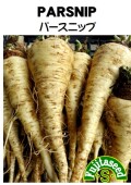 パースニップ