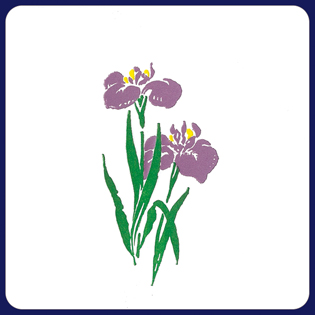 フジ紙コースター　アヤメ　３色