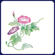 フジ紙コースター　朝顔　２色