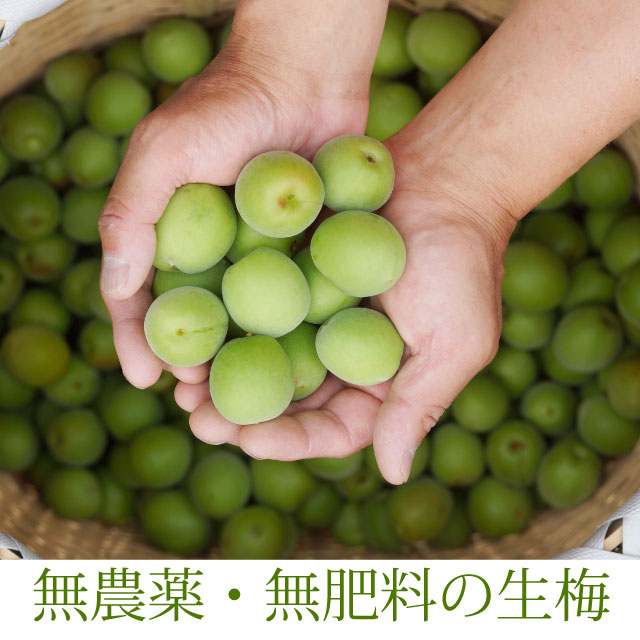 和歌山県産の無農薬南高生梅（青梅）、梅酒・梅シロップ専用　1kg【冷蔵便】