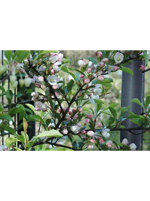 野海棠　芋イメージ4（花）