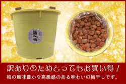 【規格外】梅干し　うす塩味福梅ぼし10kg樽　さっぱりした口当り/福井県産/訳あり/減塩/