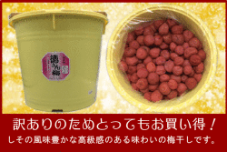 【規格外】梅干し　無添加しそ漬福梅ぼし10kg樽　昔ながら/福井県産/訳あり/酸っぱい/添加物不使用/