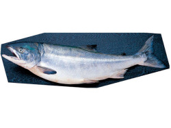 北海道　秋鮭メス 日高産 生秋鮭（メス・2.5kg）｜【北海道ぎょれん｜お取り寄せ