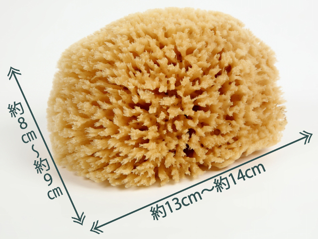 天然海綿 Lサイズ エーゲ海産