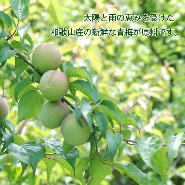 純梅肉エキス　原液　300g 和歌山産青梅100% 不老梅本舗 純梅肉エキス【梅エキス】（原液・無添加）300g