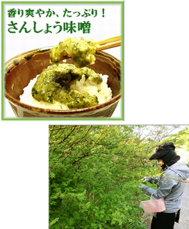 さんしょう味噌