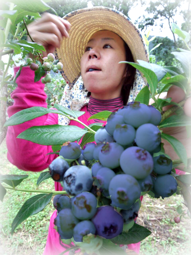 ブルーベリー 山都町産ブル―ベリー生果 季節限定・予約販売 【食彩の里ふしみ】 栗の