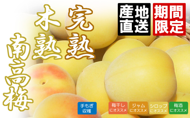 完熟木熟トップバナー