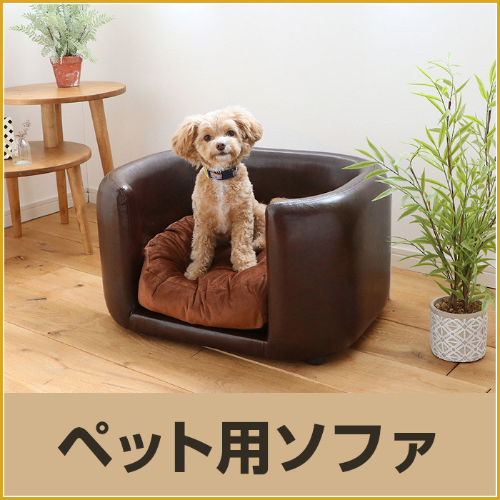 580-pet_juno
