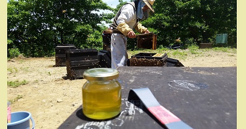 国産蜂蜜専門店はちみつ屋雅蜂園トップページ