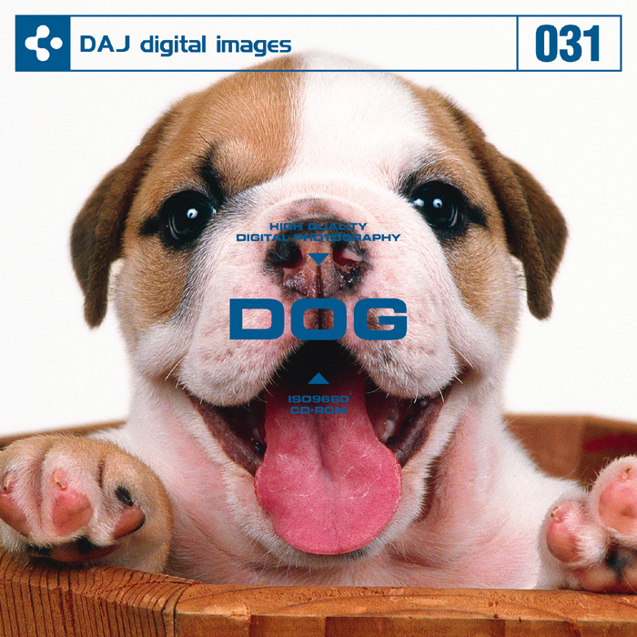 DAJ031 DOG 【かわいい子犬】