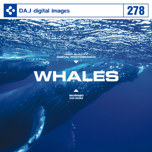 DAJ278 WHALES 【クジラ】