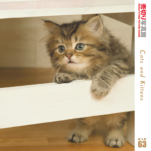 売切り写真館 VIP63 猫ちゃんたち