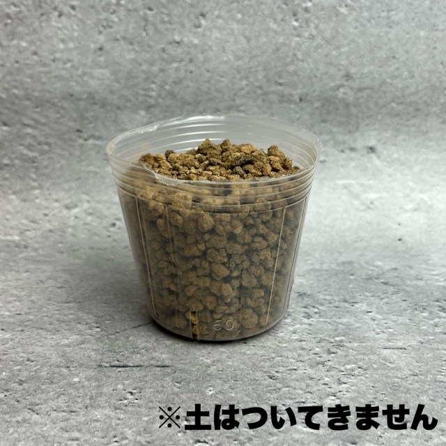 TOスリットポット 6cm 100個 半透明 スリット4入り 東海化成 TSP-SK60