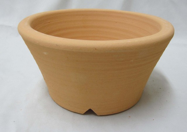 落葉樹 約1メートル 茶色の鉢 信楽焼 イラボ松皮観音竹鉢 7号 幅22.5cm×高さ16.5cmの販売｜盆栽妙