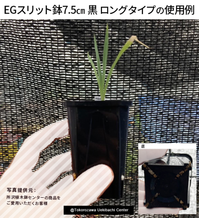 超美形。黒竹2鉢セット2.5M(鉢底から) 黒竹3本立 鉢付 1.5m GD-21SH 4975149214082