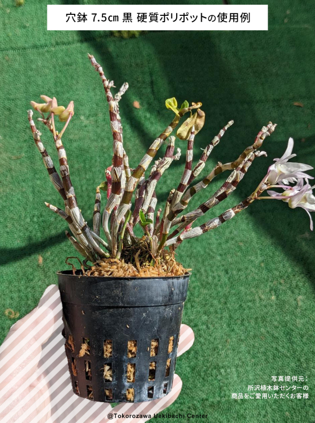 穴鉢7.5cm硬質ポリポット