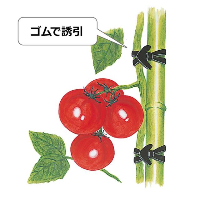 ゴムスビー500g (約250本入）園芸用万能輪ゴム 野菜 誘因 サカタのタネ