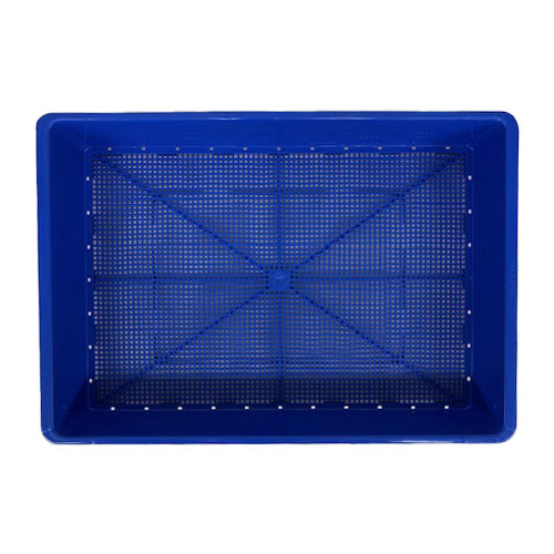 専用　フローレンス錦　抜き苗 専用 フローレンス錦 抜き苗