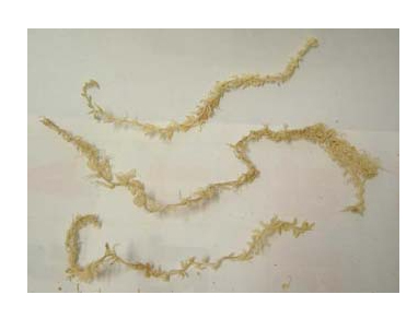 長が～い水苔　根巻用　ニュージーランド産