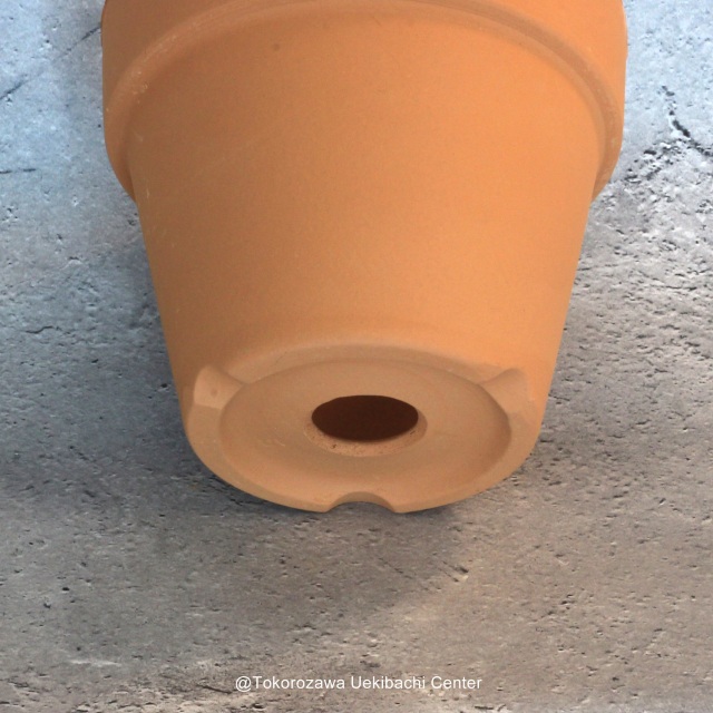 洋蘭　素焼き鉢　5.0号　5号　板倉製陶