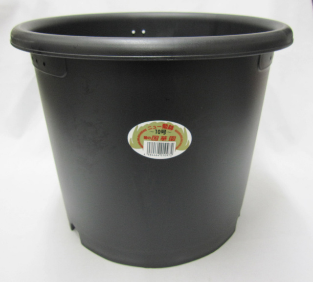 菊　プラ鉢　国華園製　10号