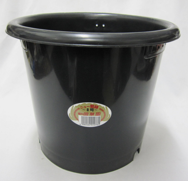 菊　プラ鉢　国華園製　8号