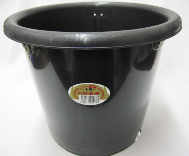 菊　プラ鉢　国華園製　9号