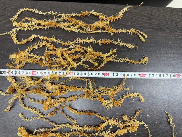 送料無料】 水苔3kg ニュージーrランド産 5A