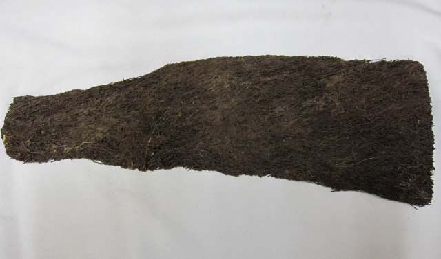 ヘゴ 所沢植木鉢センター