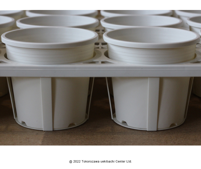 Top【選抜株】多肉植物　23525スモーク　サンド 105個　プラグトレー苗 Top【選抜株】多肉植物 220691チーズブルーベリー105個 プラグトレー苗