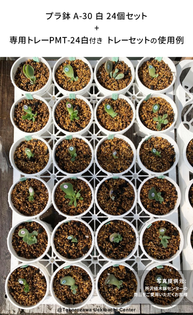 プラ鉢　A-30　白　24個セット + 専用トレー　PMT-24白（ホワイト）　付き　トレーセット