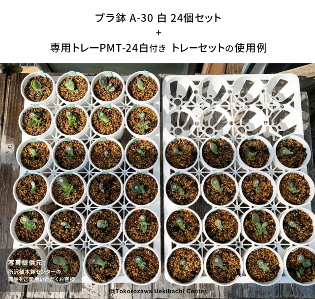 プラ鉢　A-30　白　24個セット + 専用トレー　PMT-24白（ホワイト）　付き　トレーセット