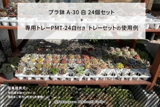プラ鉢　A-30　白　24個セット + 専用トレー　PMT-24白（ホワイト）　付き　トレーセット