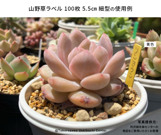 夏の山野草１００ sddefault.jpg